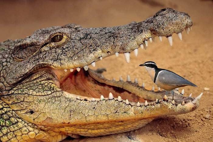 Photo of a crocodile